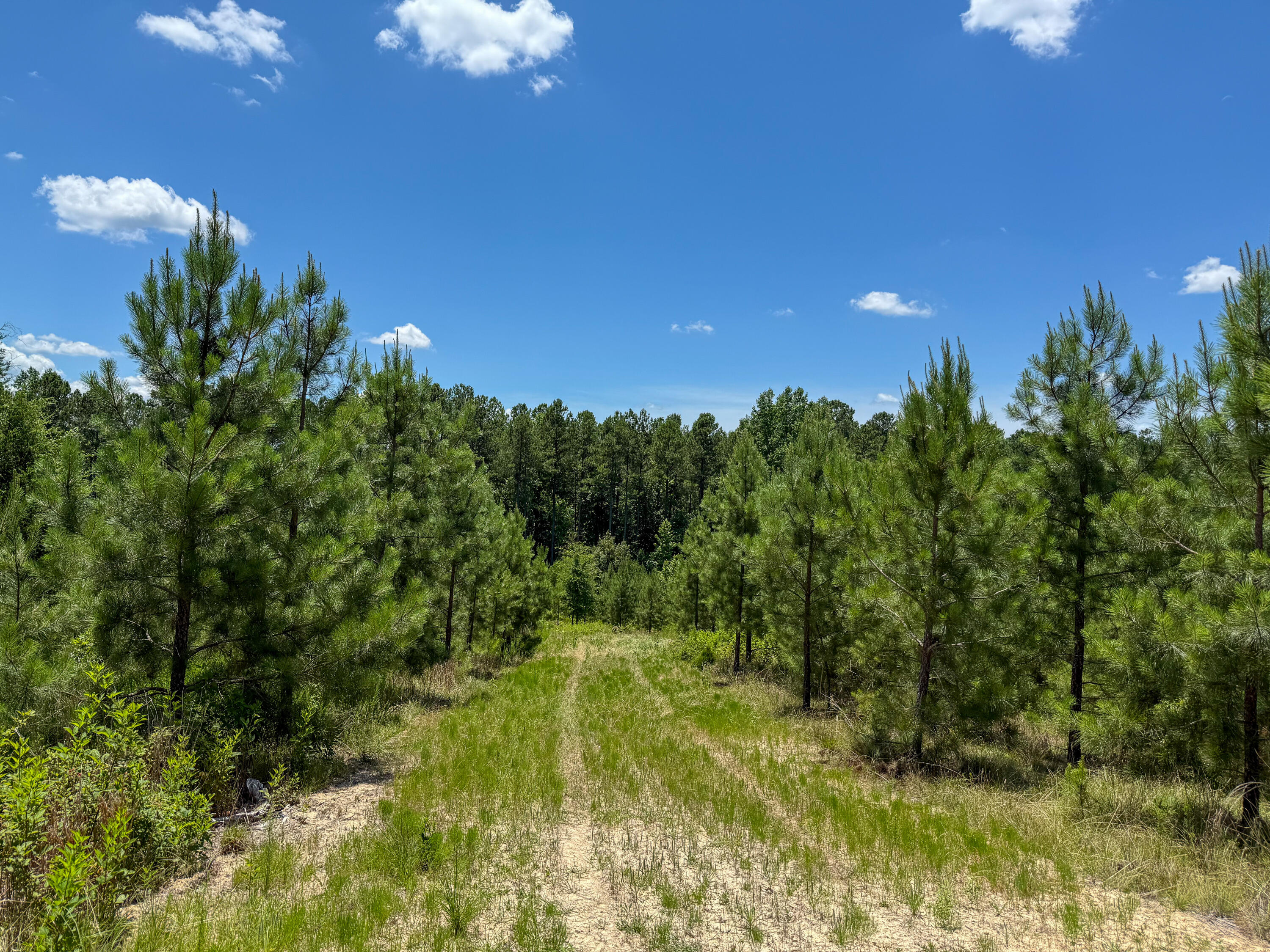 0 Ashford Ferry Road Chester, SC 29706 - Photo 4 of 15 Ashford Ferry Compass South Land Sales S