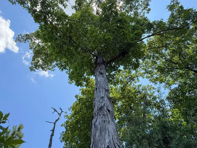 $634,480 | 0 Ashford Ferry Road, Chester, SC 29706