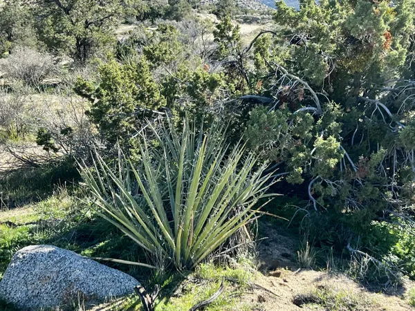 a picture of plants
