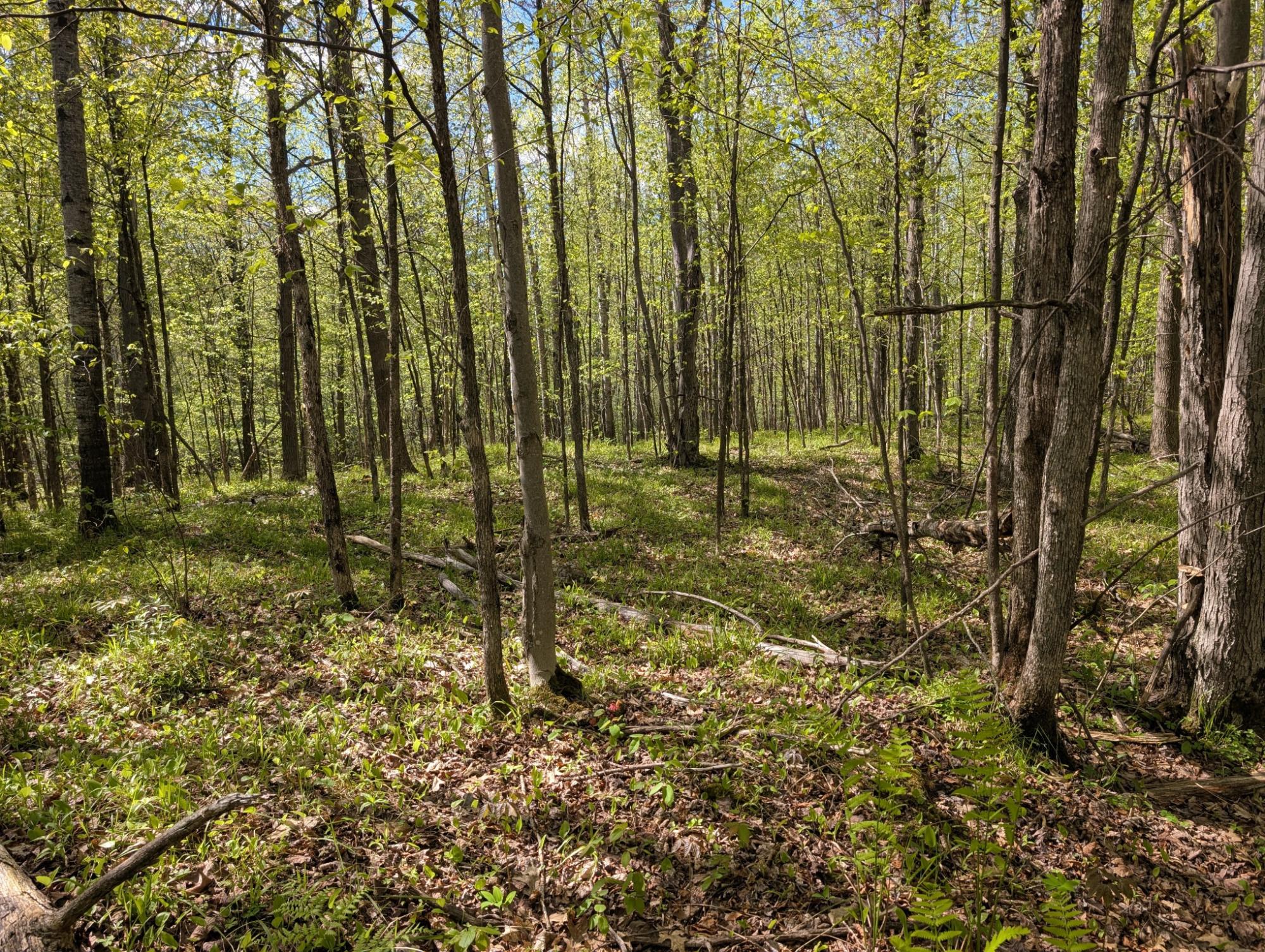 0 Spring Road Ogema, WI 54459 - Photo 29 of 52 Gallery Image 29