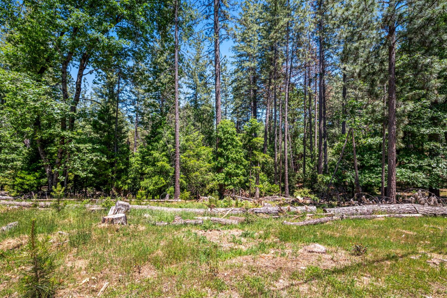 6324 Dickinson Road Placerville, CA 95667 - Photo 12 of 34 a view of swimming pool and trees