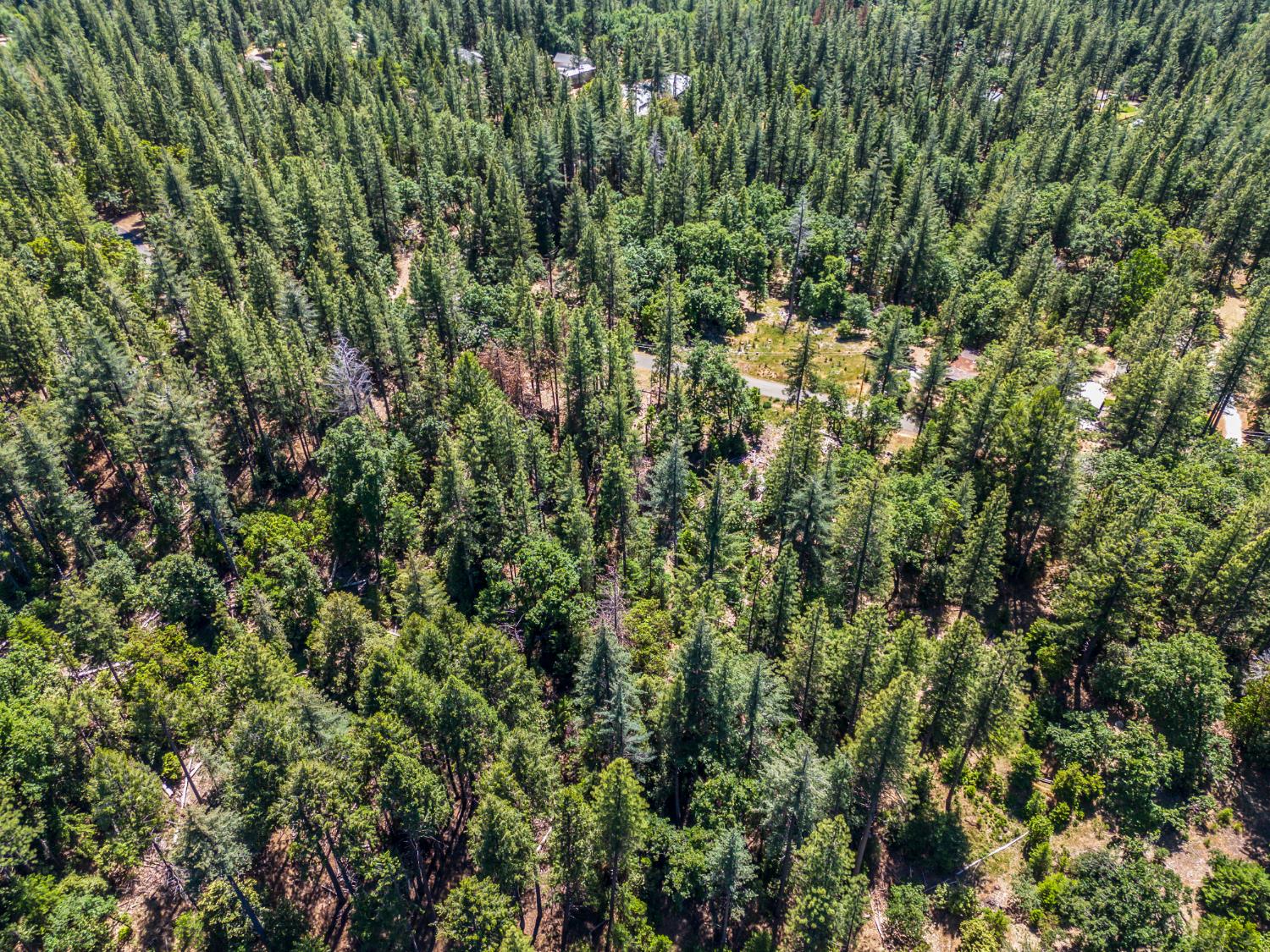 6324 Dickinson Road Placerville, CA 95667 - Photo 18 of 34 a view of a forest with a tree