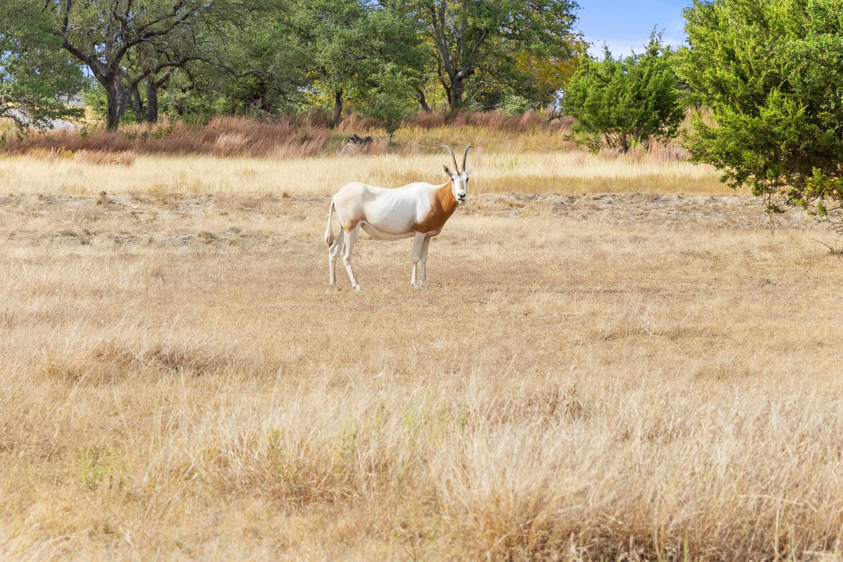 Lot 112 Star Point Circle Blanco, TX 78606 - Photo 21 of 25 a view of backyard with green space