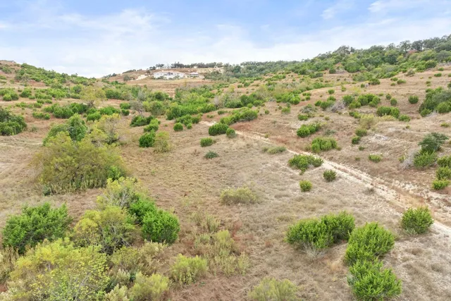 a view of a forest with trees in the background