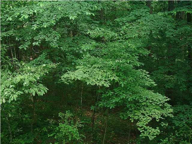 1133 Shady Fork Road Chattanooga, TN 37421 - Photo 3 of 8 Additional Photo