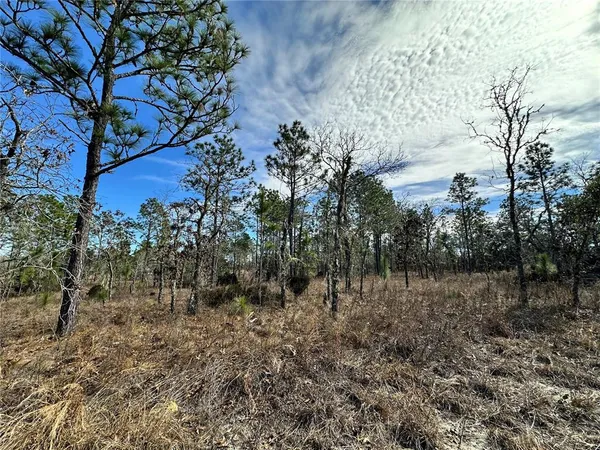 a view of a yard with large trees