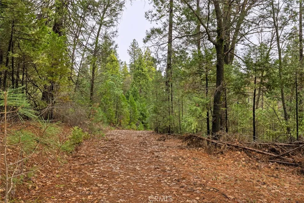 0 Christina Drive Magalia, CA 95954 - Photo 9 of 18 a view of a forest with trees