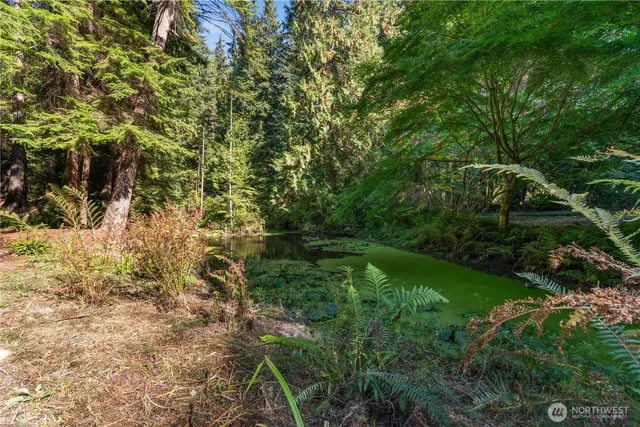 a view of a forest with a tree