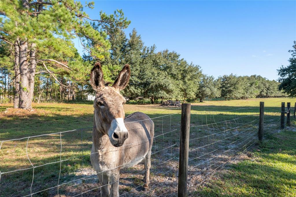 760 Southwest Barney Street High Springs, FL 32643 - Photo 44 of 57 a backyard of a house with table and chairs