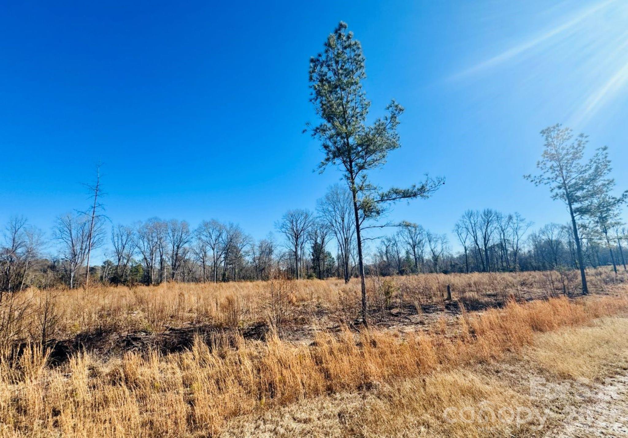 0 Woodbine Road Cheraw, SC 29520 - Photo 4 of 9 a view of a yard
