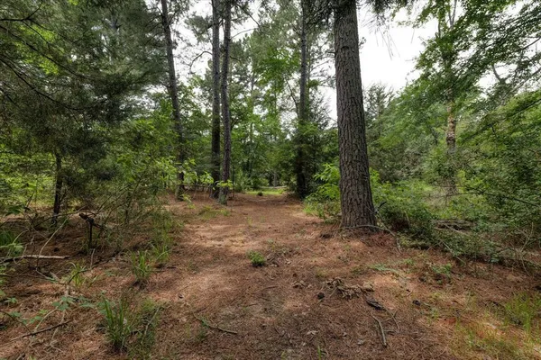 a view of a forest with trees in the background