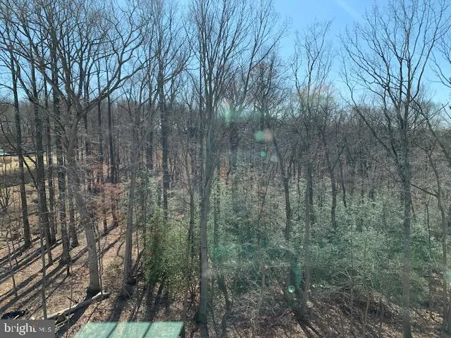 a view of a forest with trees in front of it