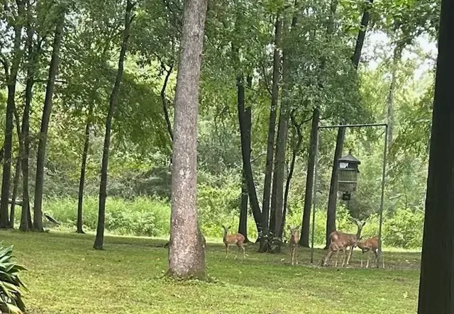 a view of outdoor space with trees