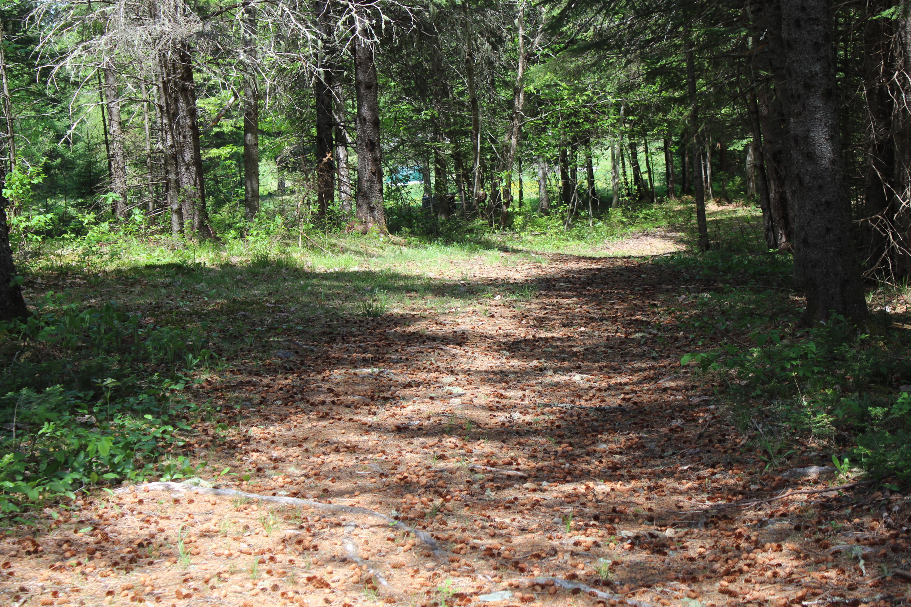 9 Willigar Road Crystal, ME 04747 - Photo 37 of 55 IMG_2073
