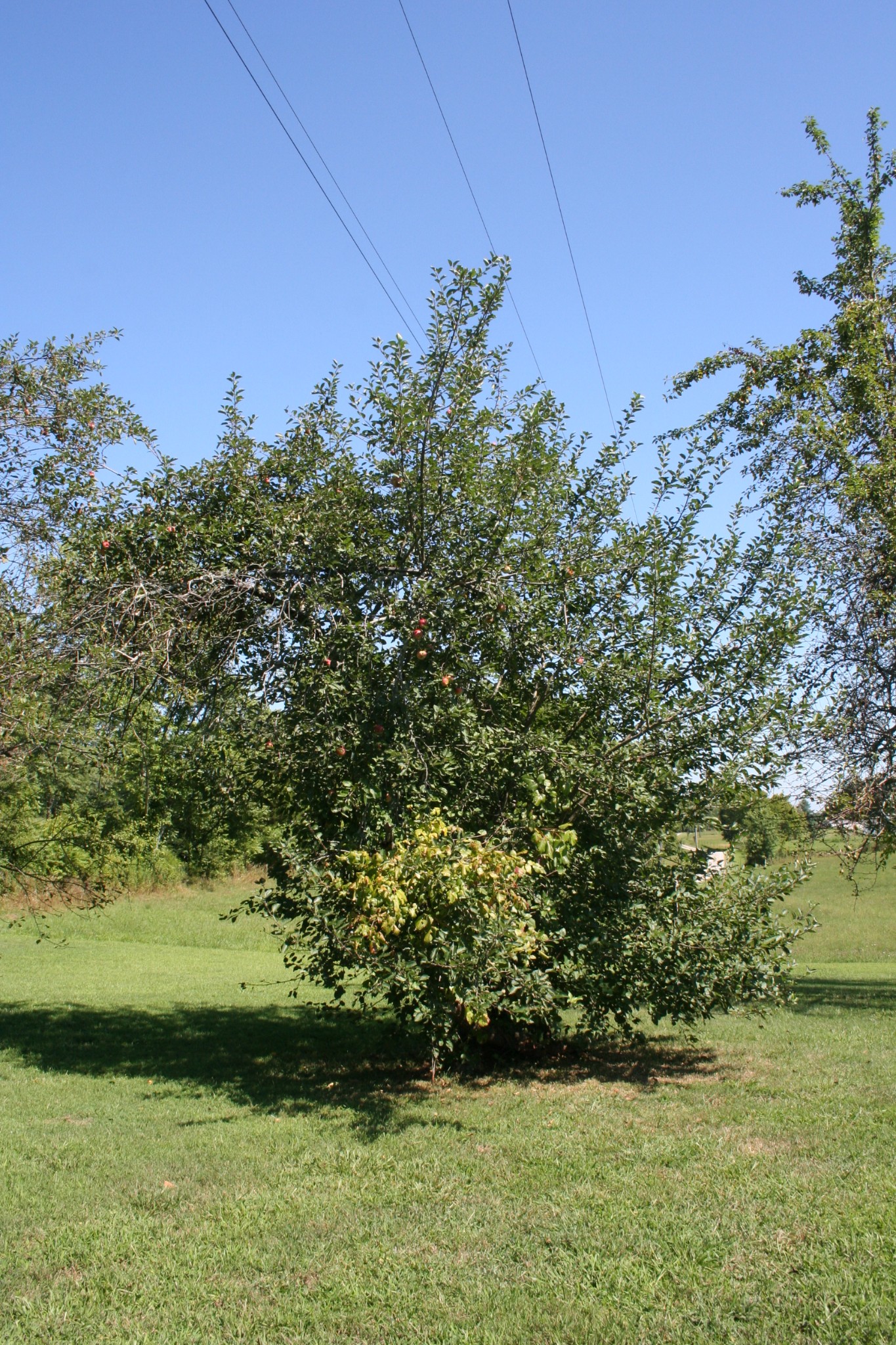 7080 Swift Road Greenbrier, TN 37073 - Photo 47 of 47 a view of a yard