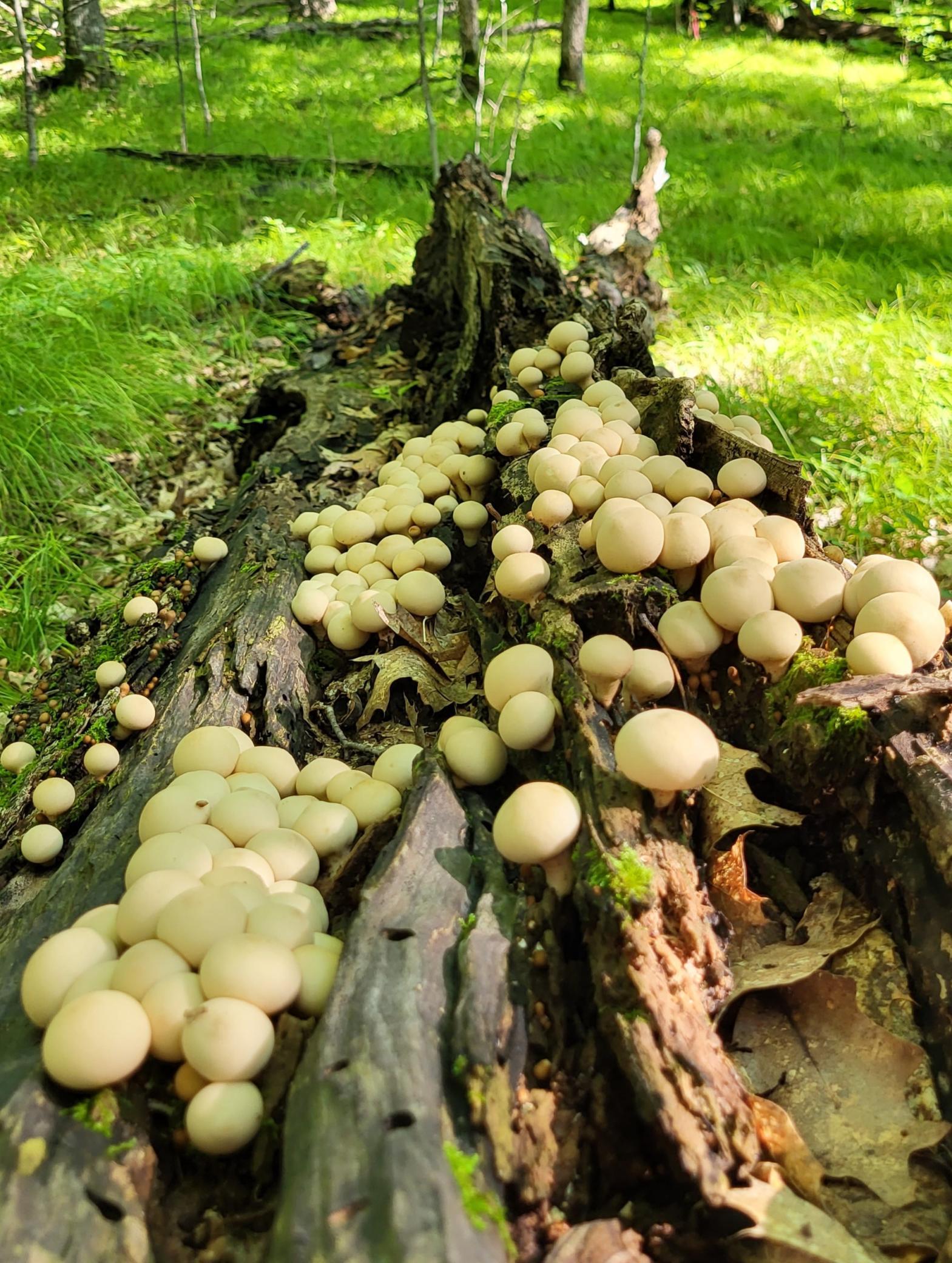 24793 Franklin Lake Road Pelican Rapids, MN 56572 - Photo 27 of 60