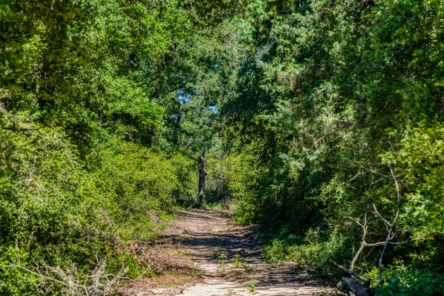 $1,599,000 | 511 Lcr 793, Groesbeck, TX 76642