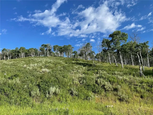 a view of a lush green space