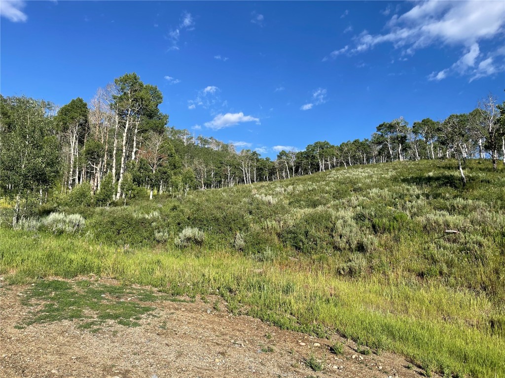 27200 Frisco Place Clark, CO 80428 - Photo 8 of 10 a view of a yard with a tree
