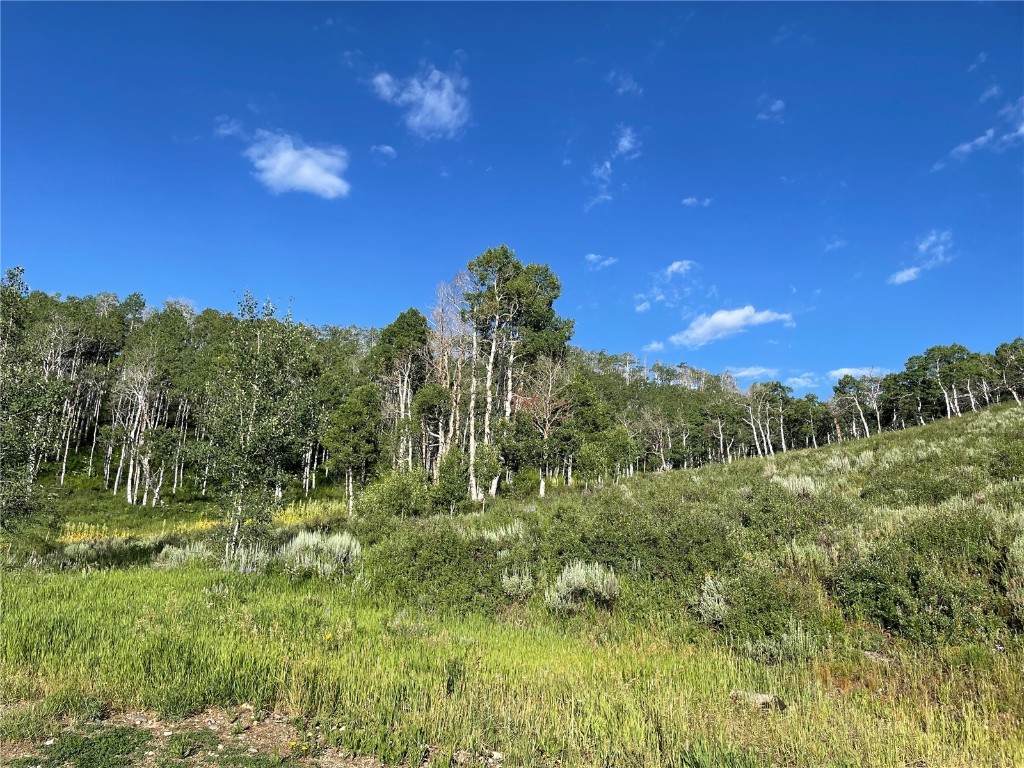 27200 Frisco Place Clark, CO 80428 - Photo 10 of 10 a view of a yard with a tree