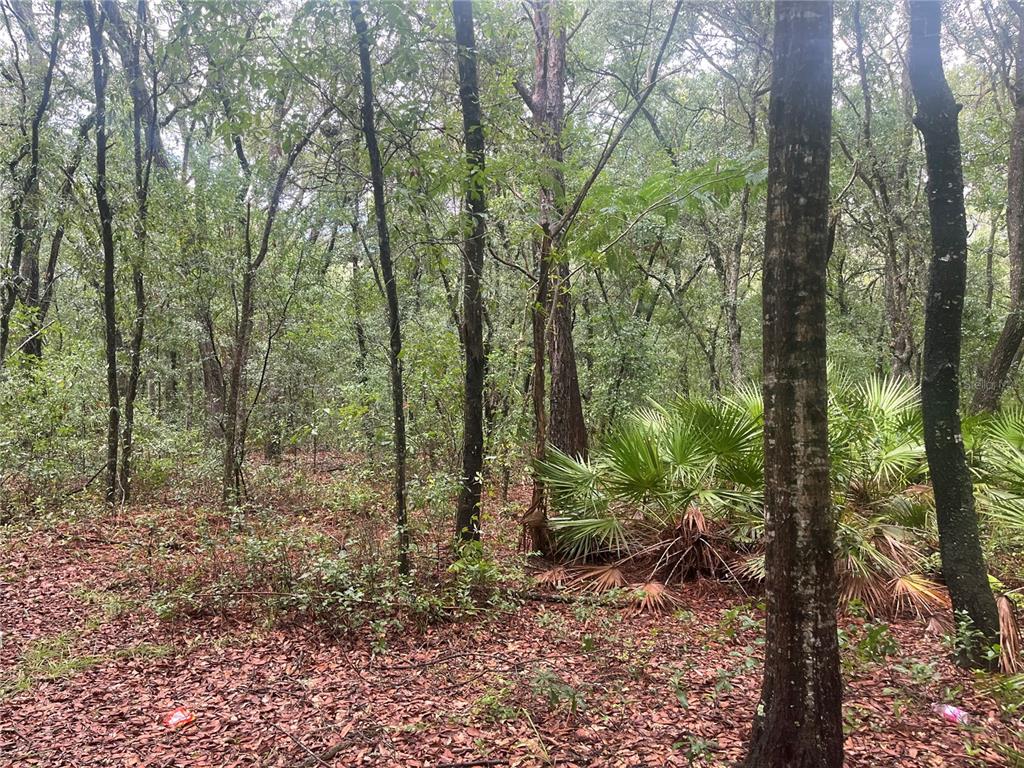 Tbd Delaware Avenue Interlachen, FL 32148 - Photo 4 of 14