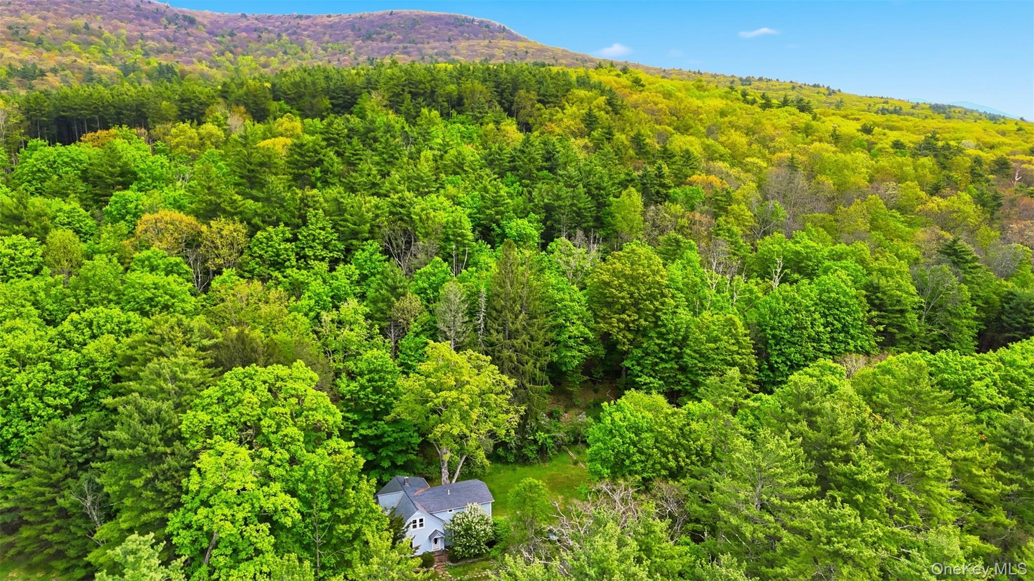 726 Wittenberg Road Mount Tremper, NY 12457 - Photo 29 of 32 a view of a lush green forest with lots of trees