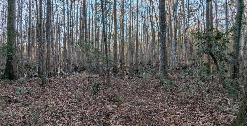 1981 Liberia Road Wadmalaw Island, SC 29487 - Photo 5 of 5 Wetlands