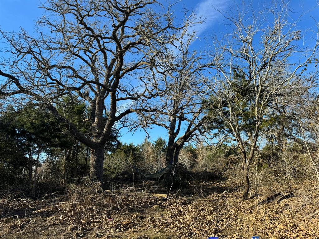 8405 Taylorsville Road Dale, TX 78616 - Photo 7 of 13 Expansive wooded lot featuring mature deciduous trees and evergreen foliage