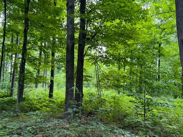 60-acre Munger Road Levering, MI 49755 - Photo 16 of 23 Gallery Image 16