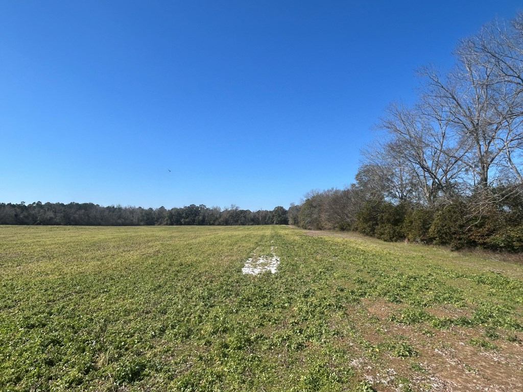 31.5-ac 31.5-ac Rammer Loop Road Dothan, AL 36301 - Photo 28 of 49