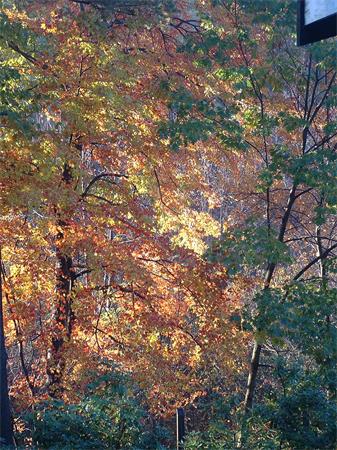163 Moore Road Sudbury, MA 01776 - Photo 19 of 21 Gallery Image 19