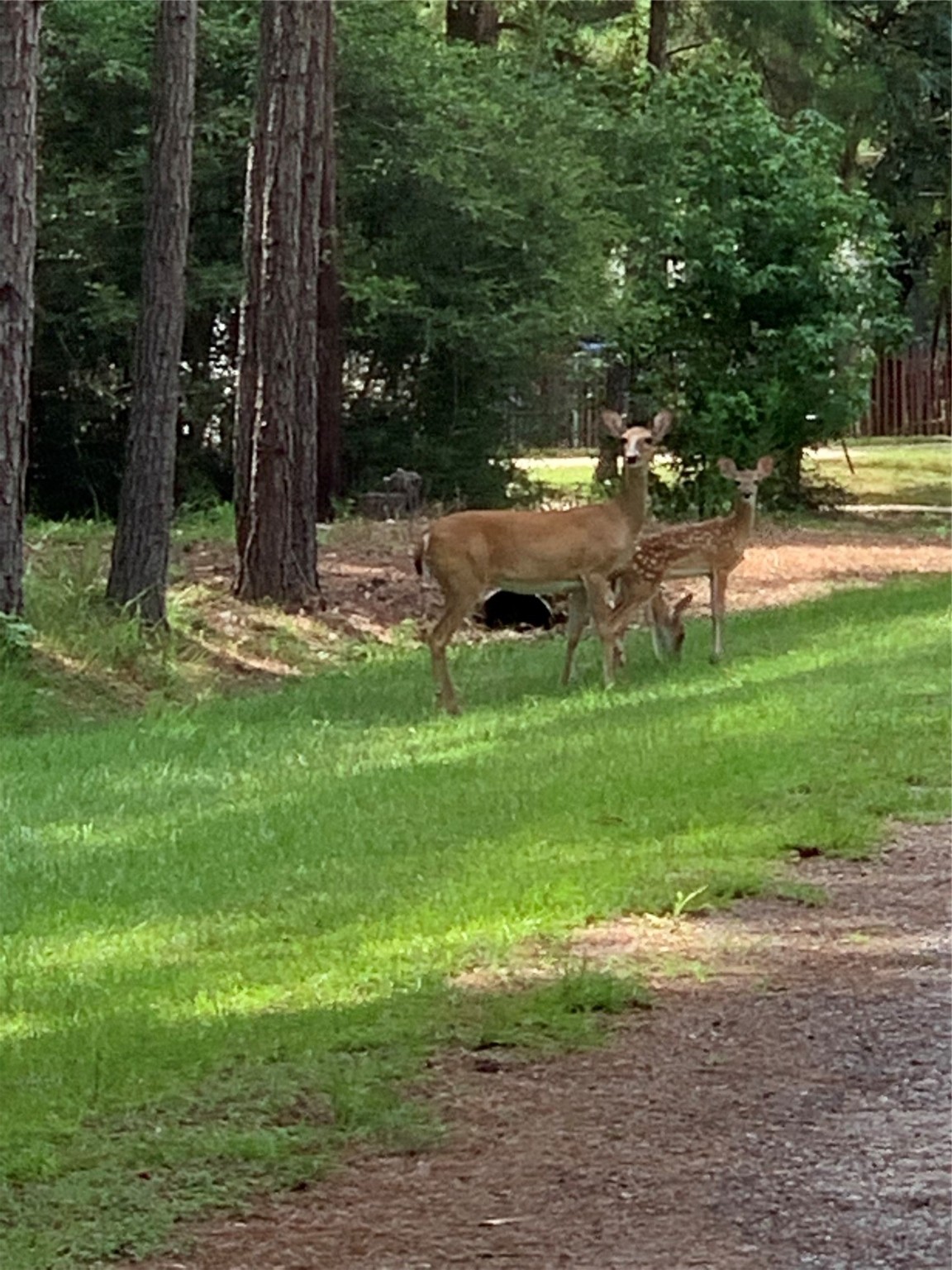 305 Canadian Drive Trinity, TX 75862 - Photo 3 of 29