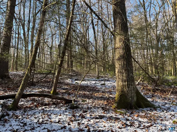 a big yard with lots of green space
