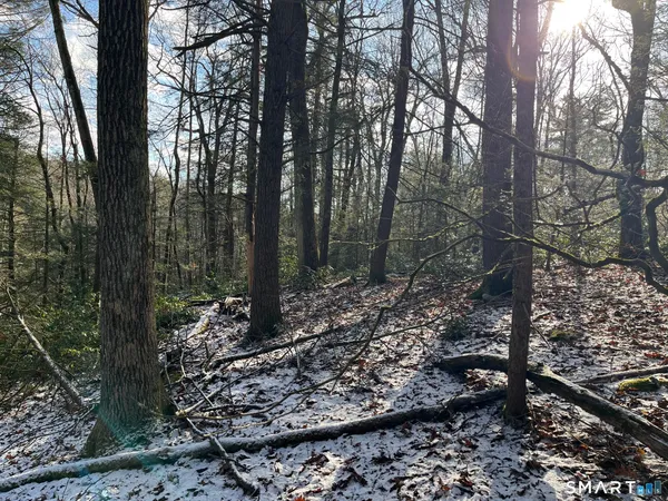 a view of a forest filled with trees