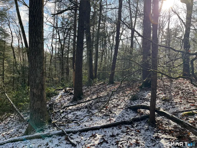 a view of a forest filled with trees