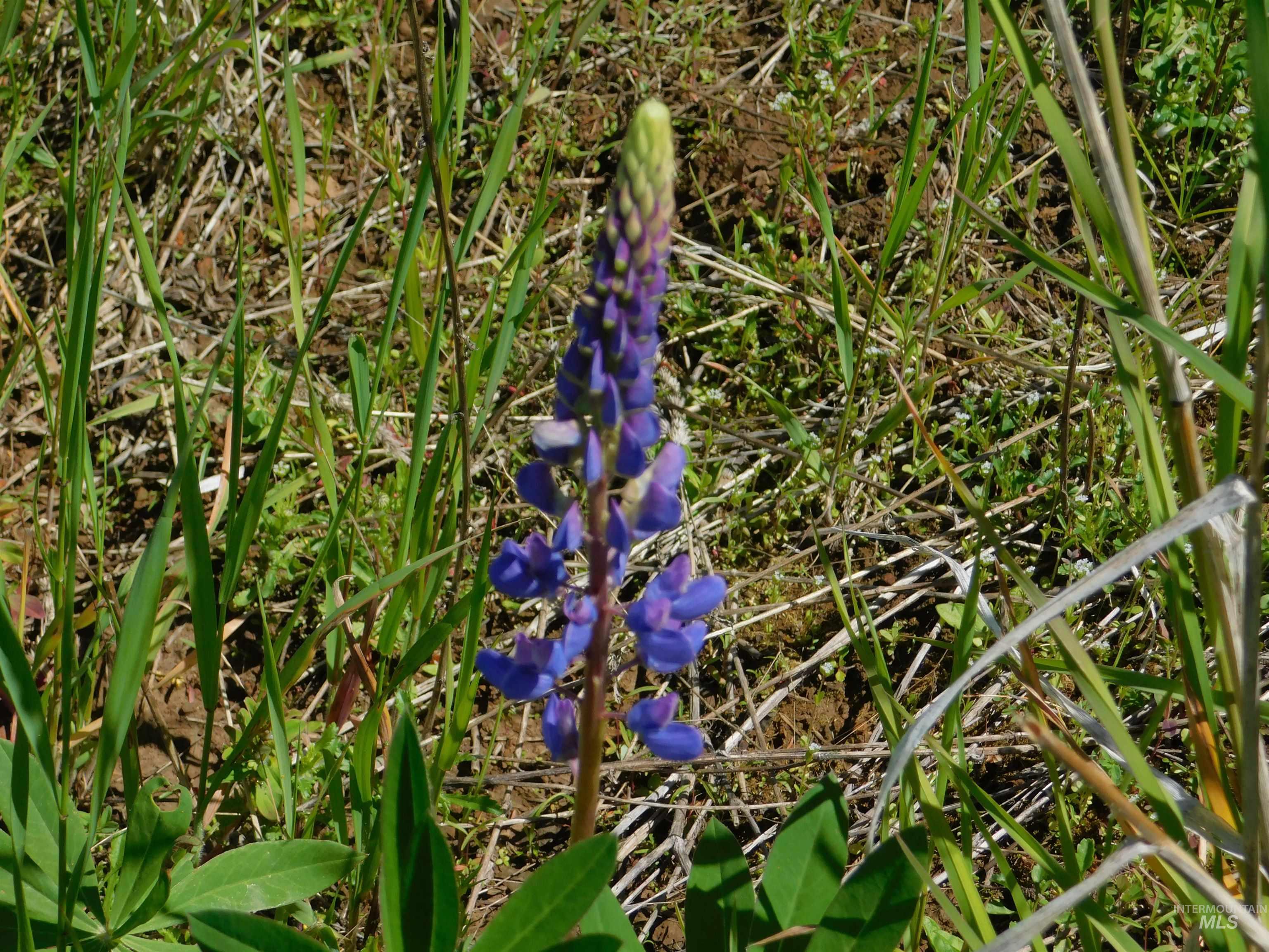 Lot 25 Shenandoah Kamiah, ID 83536 - Photo 17 of 23