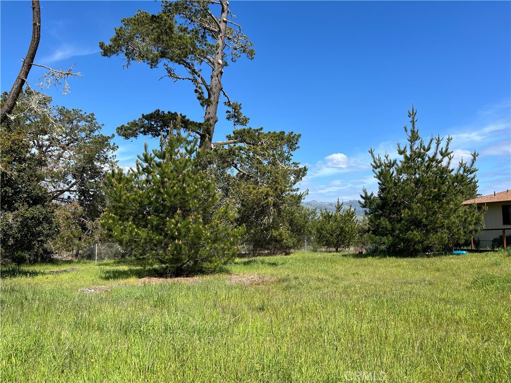 2540 Malvern Street Cambria, CA 93428 - Photo 3 of 11 a view of a yard