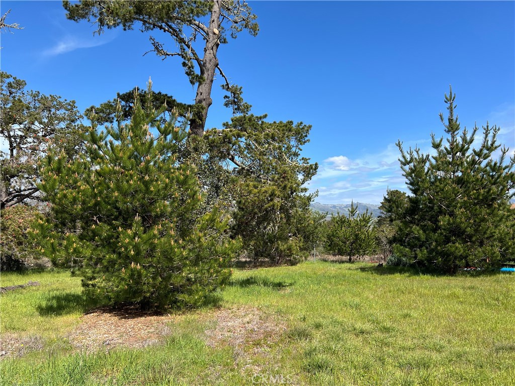 2540 Malvern Street Cambria, CA 93428 - Photo 8 of 11 a view of a yard
