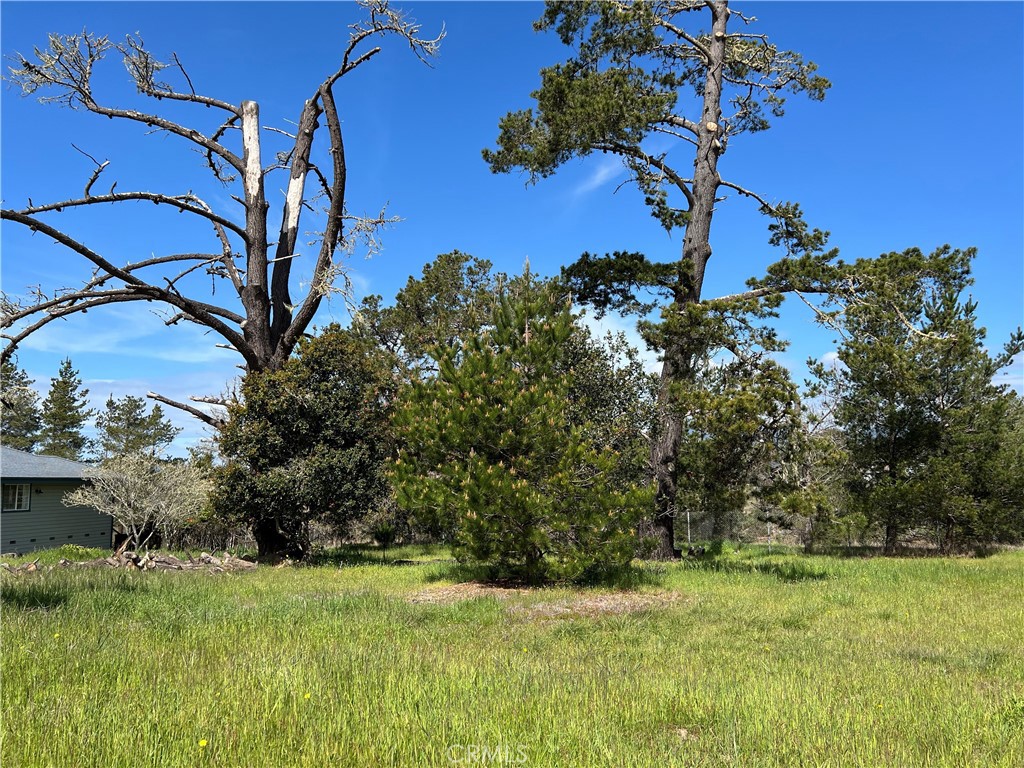 2540 Malvern Street Cambria, CA 93428 - Photo 9 of 11 a view of a garden