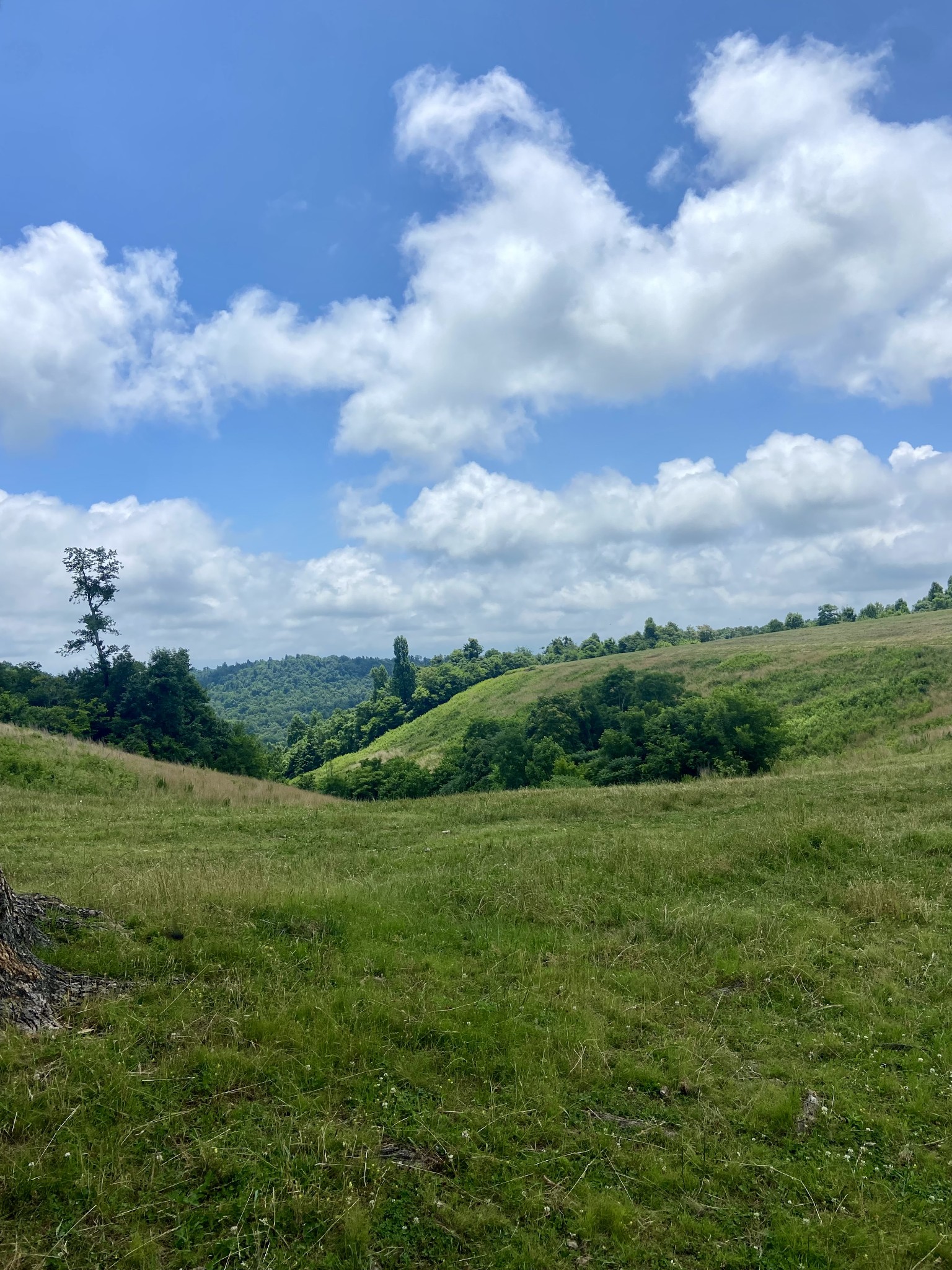 0 Foster Hollow Road Petersburg, TN 37144 - Photo 10 of 10 Gallery Image 10