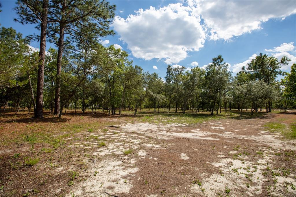 5670 Acadia Street Keystone Heights, FL 32656 - Photo 13 of 65 a view of a yard with trees