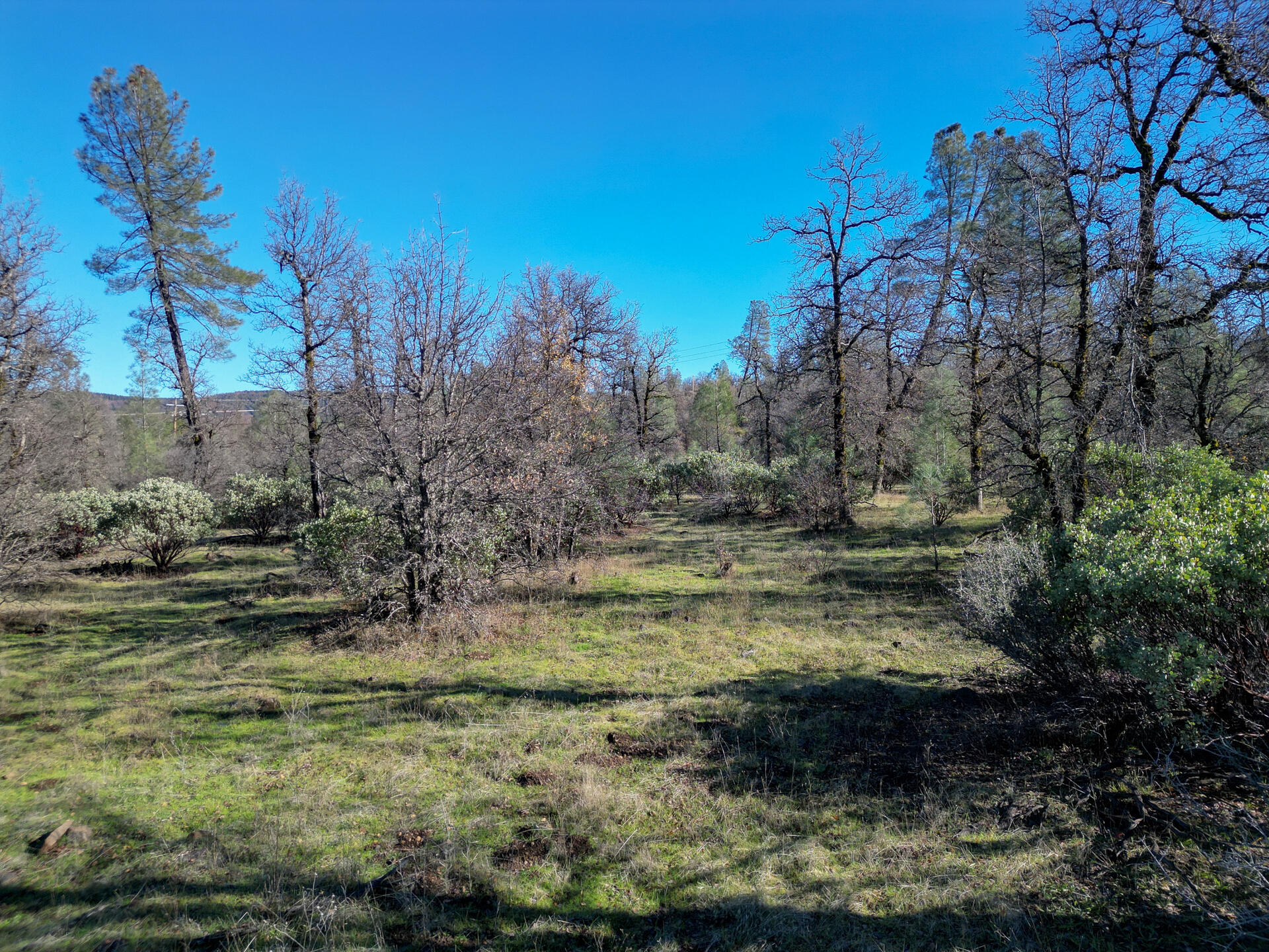 15.77 Acres Dittman Road Montgomery Creek, CA 96065 - Photo 15 of 26 IMG_3349