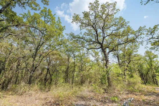 a view of outdoor space with large trees