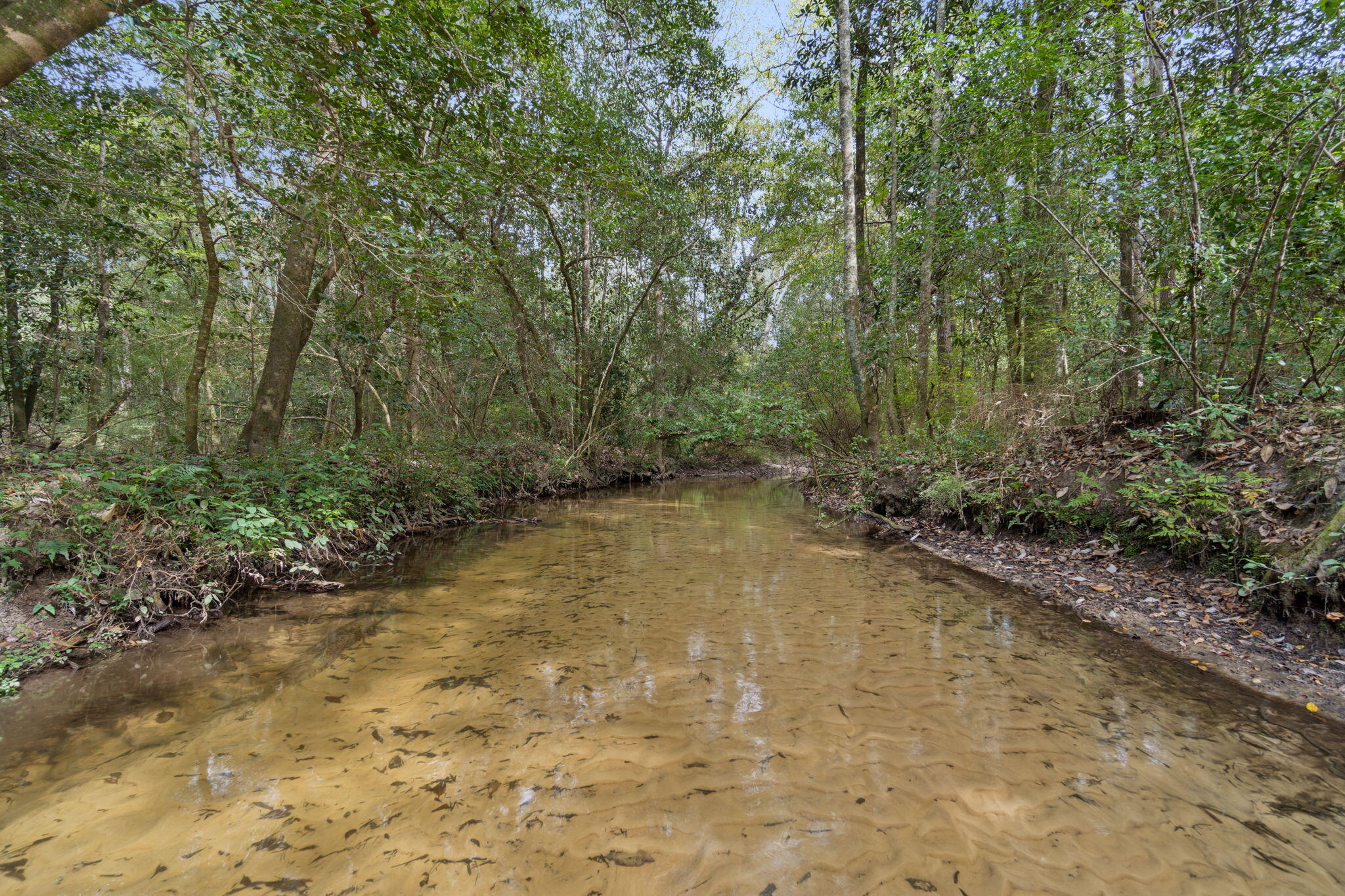 3350 New Ebenezer Road Laurel Hill, FL 32567 - Photo 39 of 53 a view of a yard with trees
