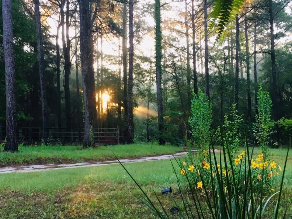 3350 New Ebenezer Road Laurel Hill, FL 32567 - Photo 50 of 53 a view of a yard with a tree