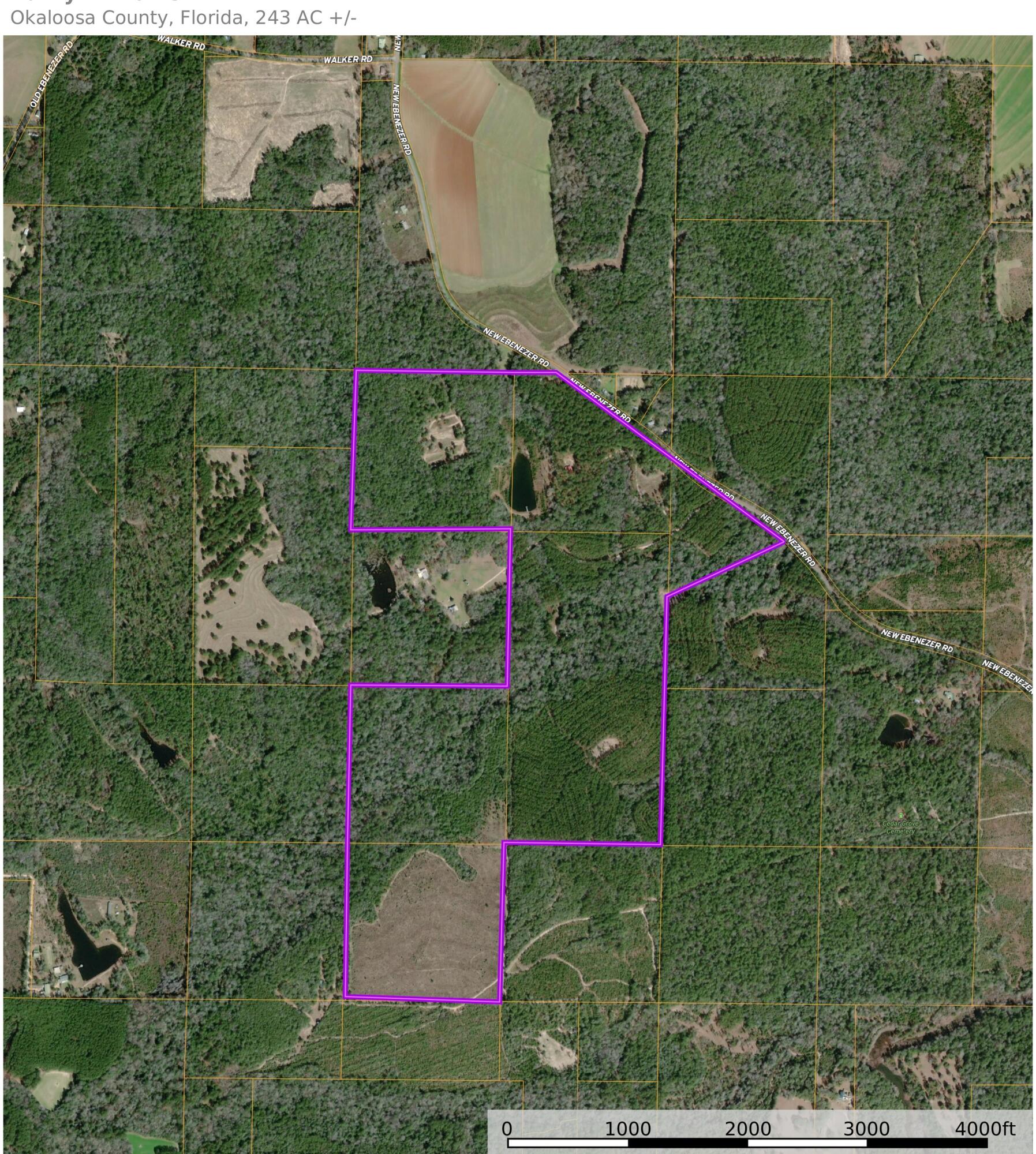 3350 New Ebenezer Road Laurel Hill, FL 32567 - Photo 51 of 53 a view of a lush green forest