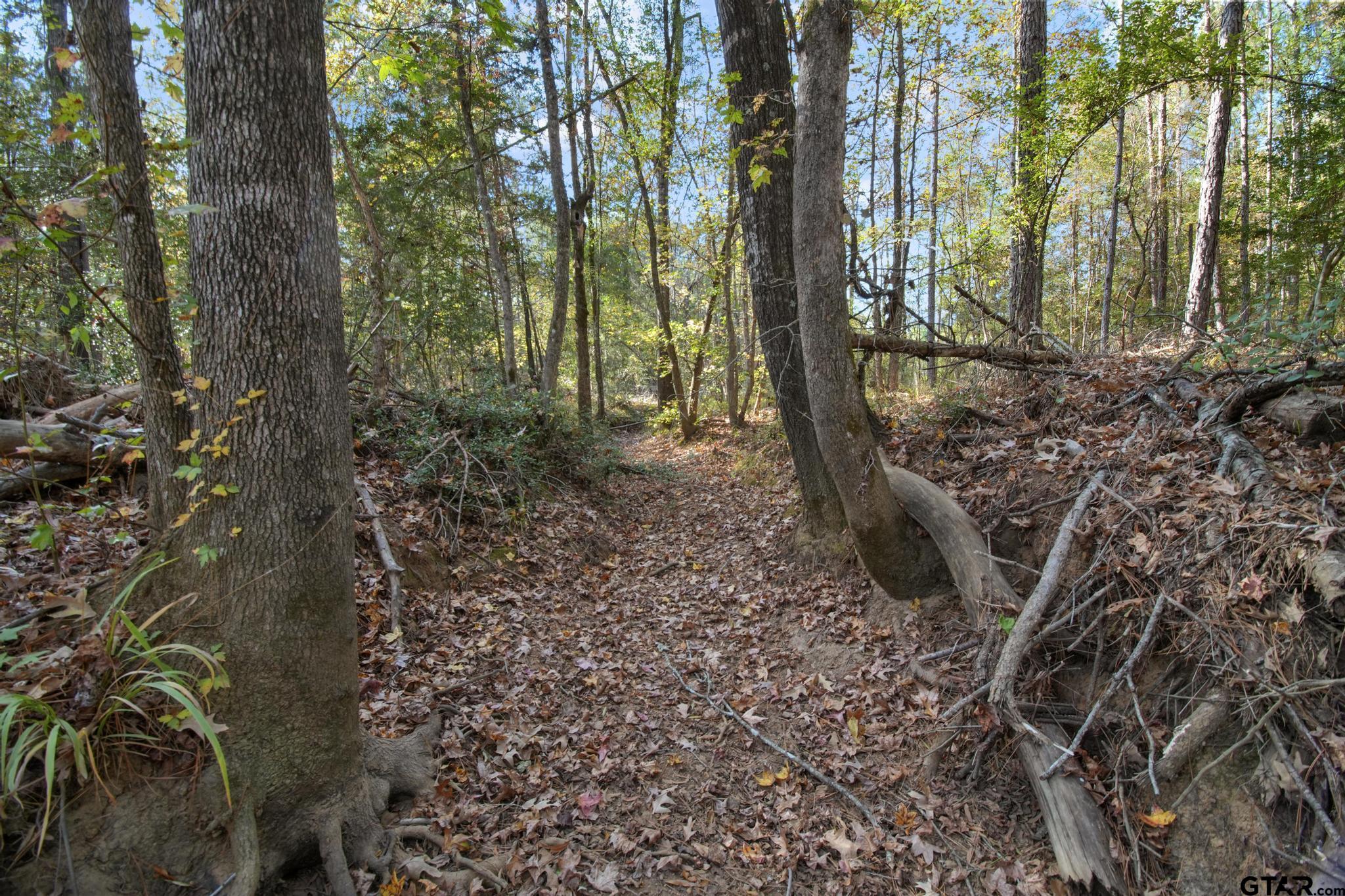 748 County Road Rusk, TX 75785 - Photo 20 of 40 a view of a forest filled with trees