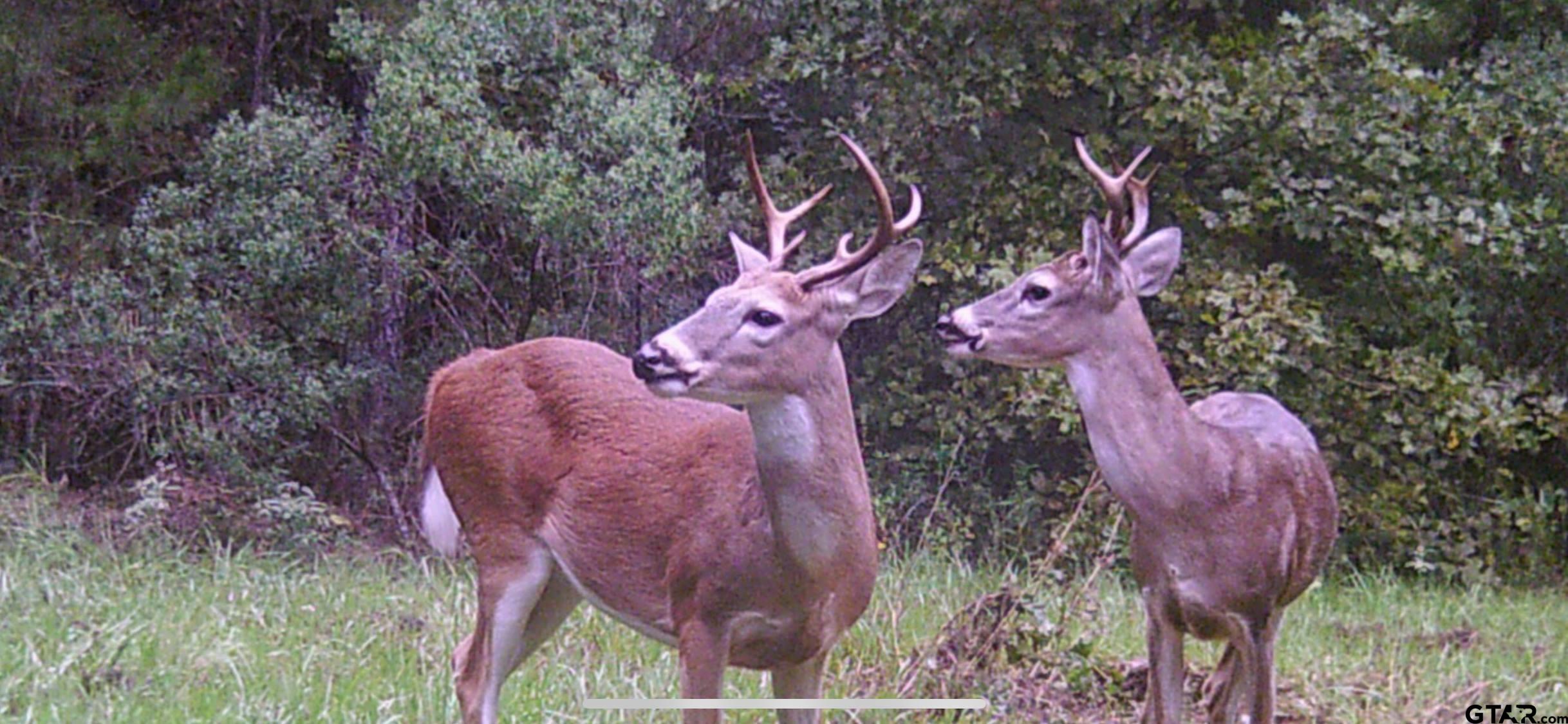 748 County Road Rusk, TX 75785 - Photo 32 of 40