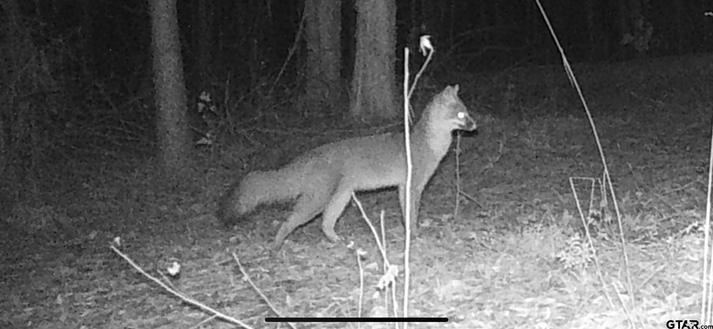 748 County Road Rusk, TX 75785 - Photo 37 of 40