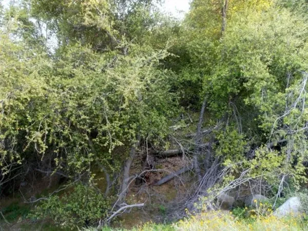 a view of a yard with a tree